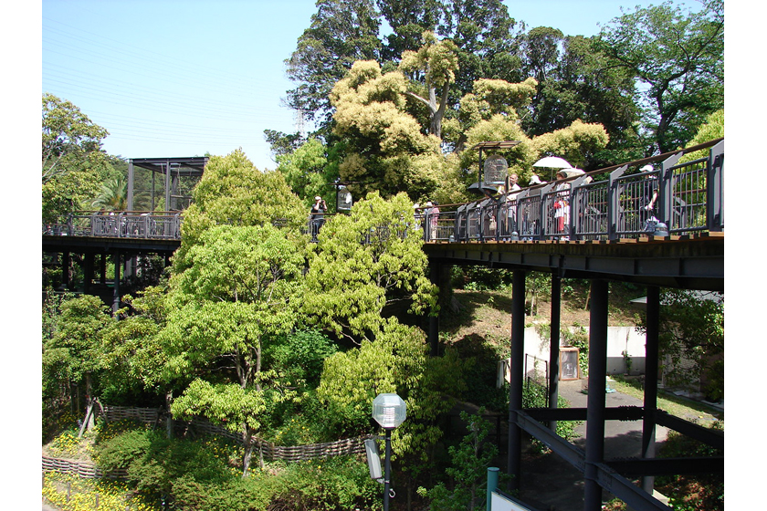 樹冠デッキ