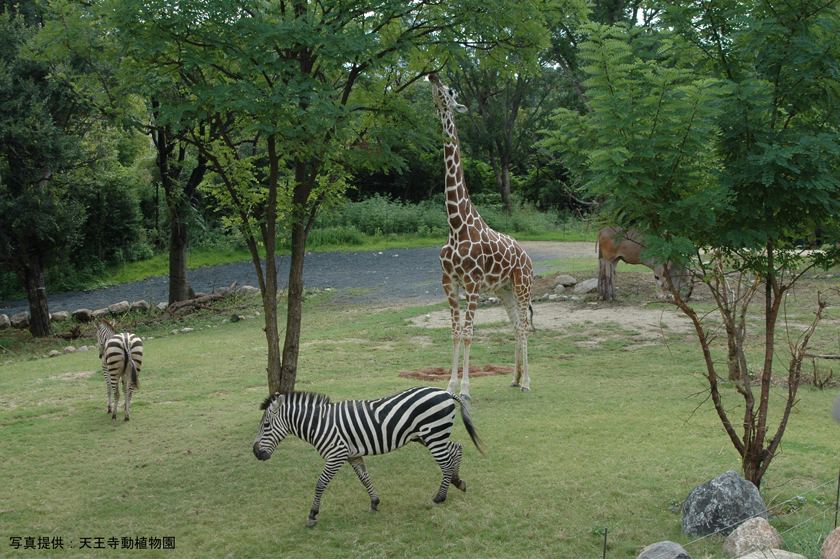 天王寺動物園