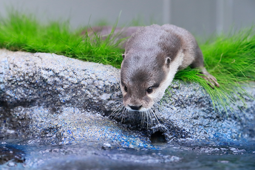 サンシャイン水族館