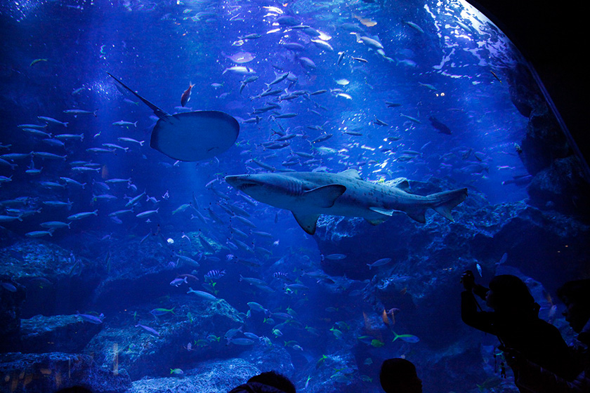 すみだ水族館