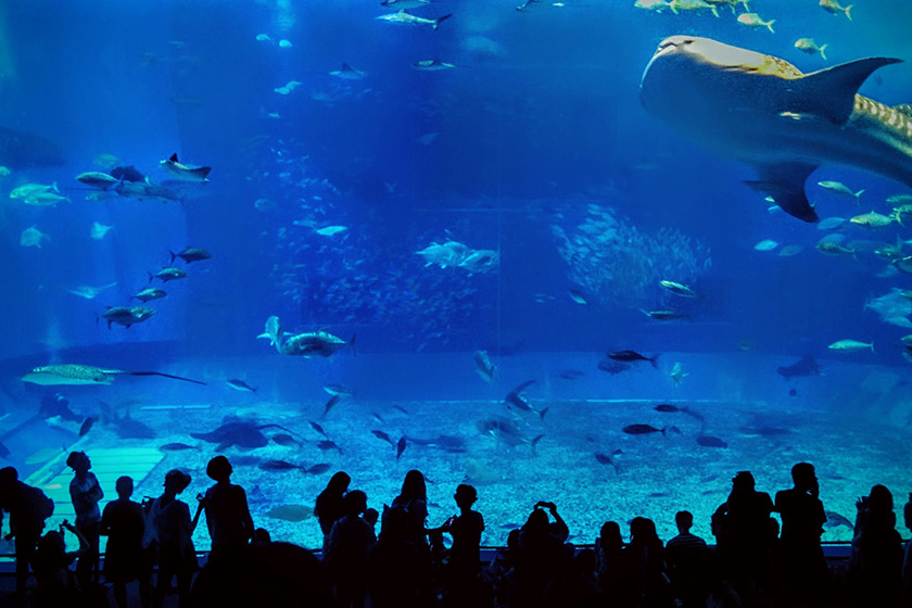 美ら海水族館