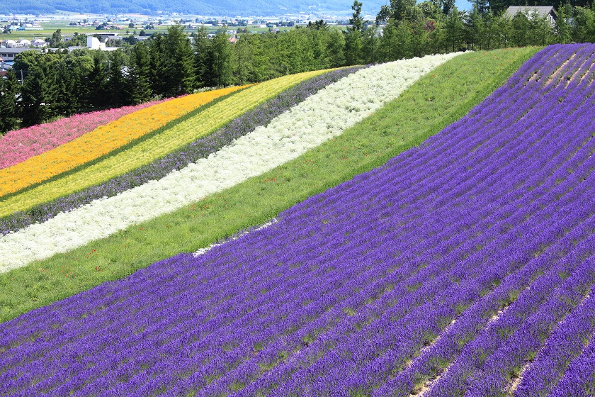 富良野ラベンダー畑 ファーム富田