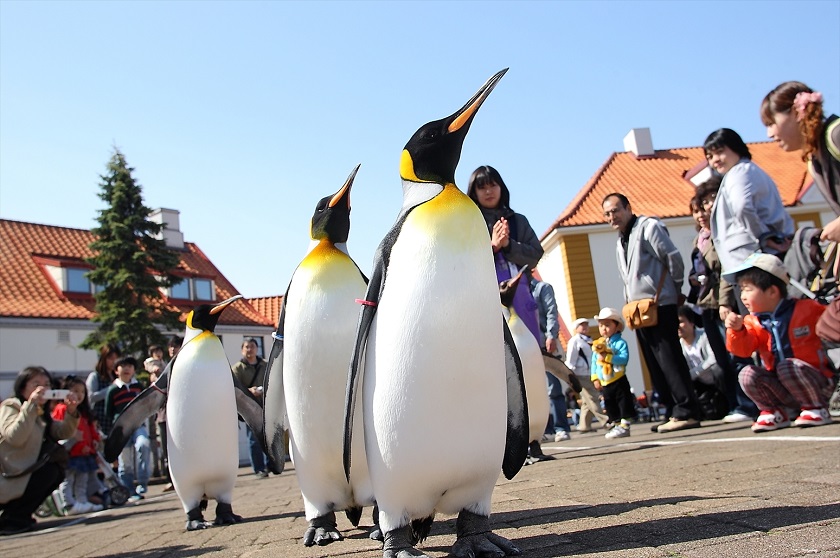 ニクスペンギン