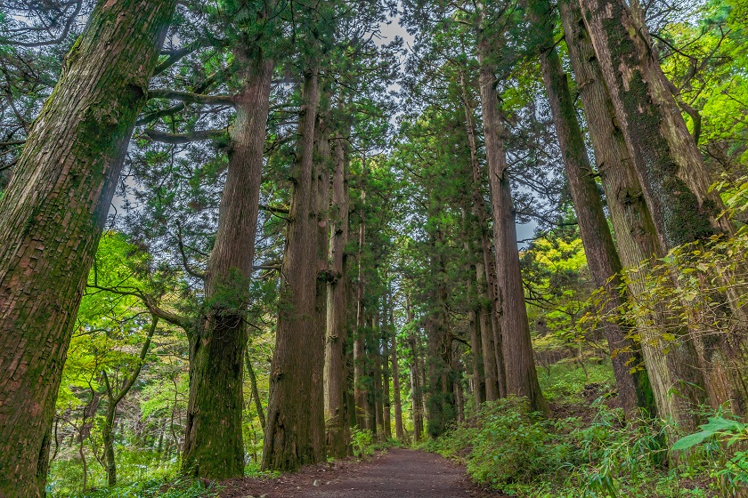 元箱根旧街道杉並木