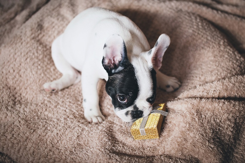 犬