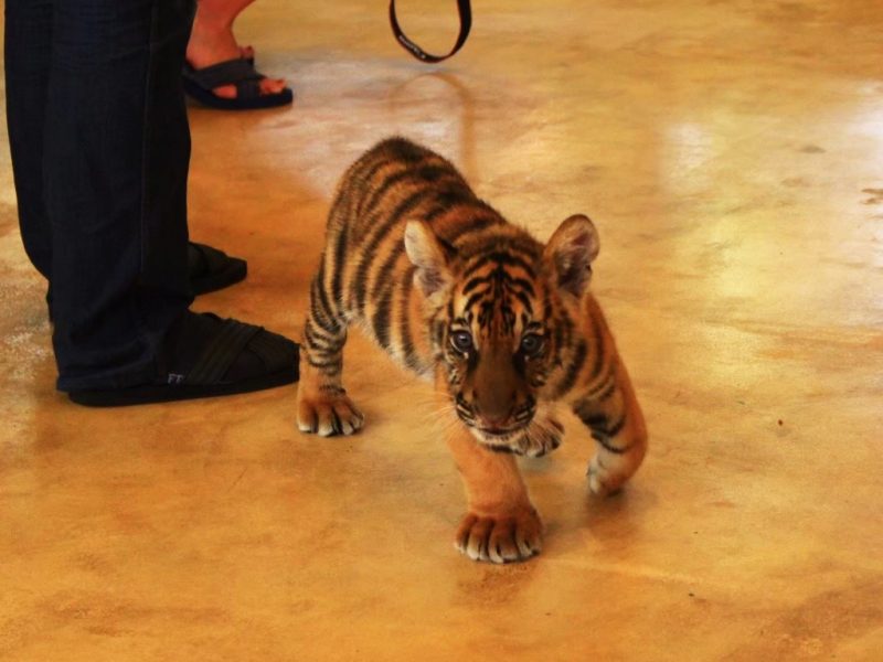 タイガーキングダムの写真