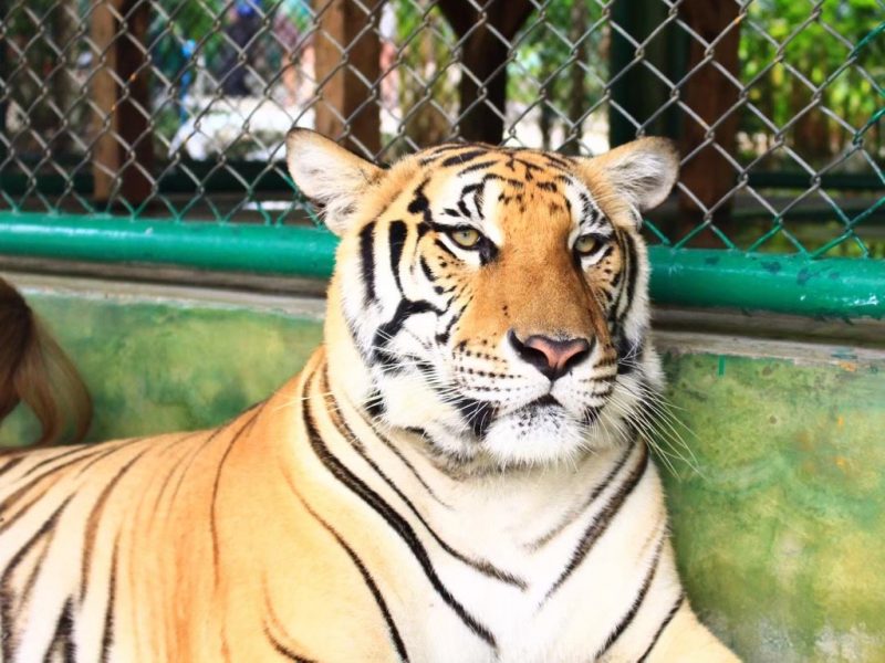 タイガーキングダムの写真