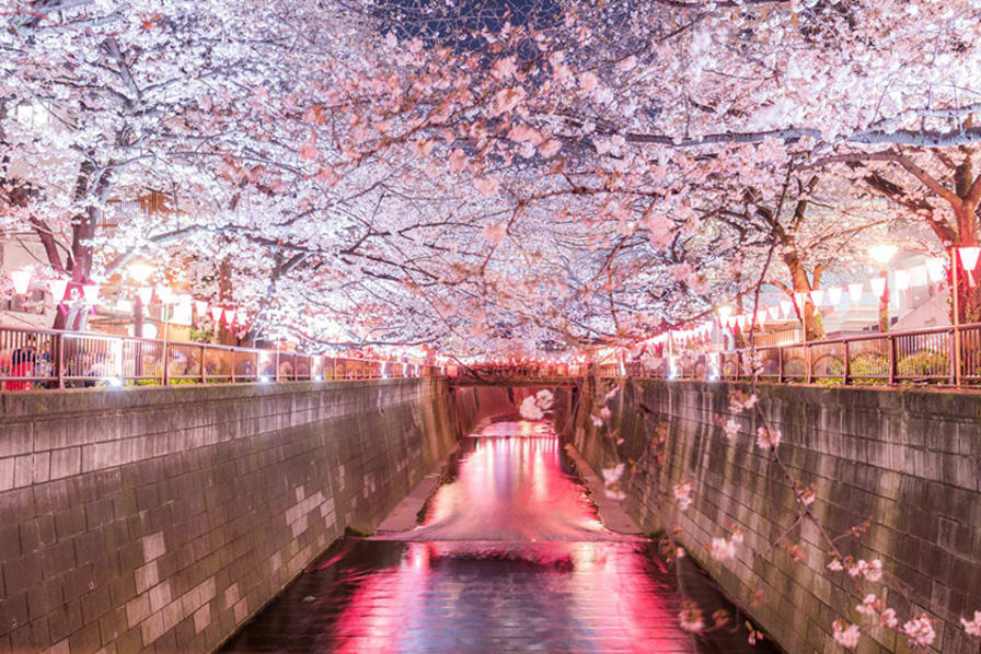 桜の名所「お花見に行ってみたい！」ベスト20【2022】全国の桜情報 ...