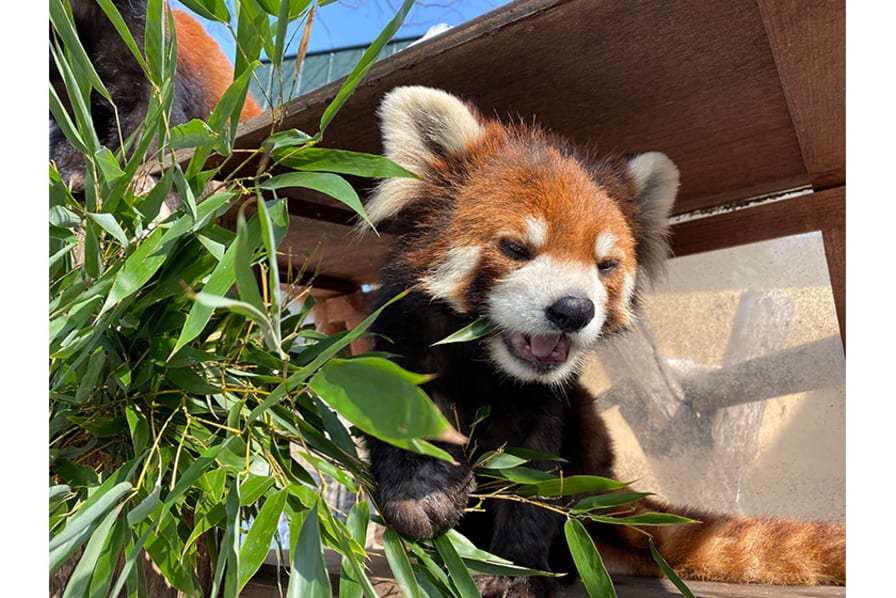 かわいい野生動物の画像