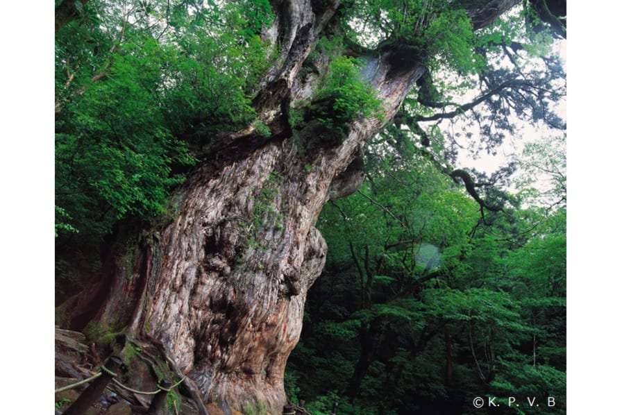 【国産定番】ロゲットカード　鹿児島県屋久島 カード