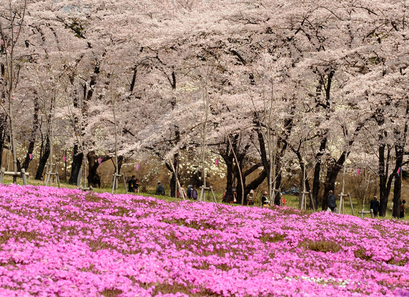 赤城南面千本桜