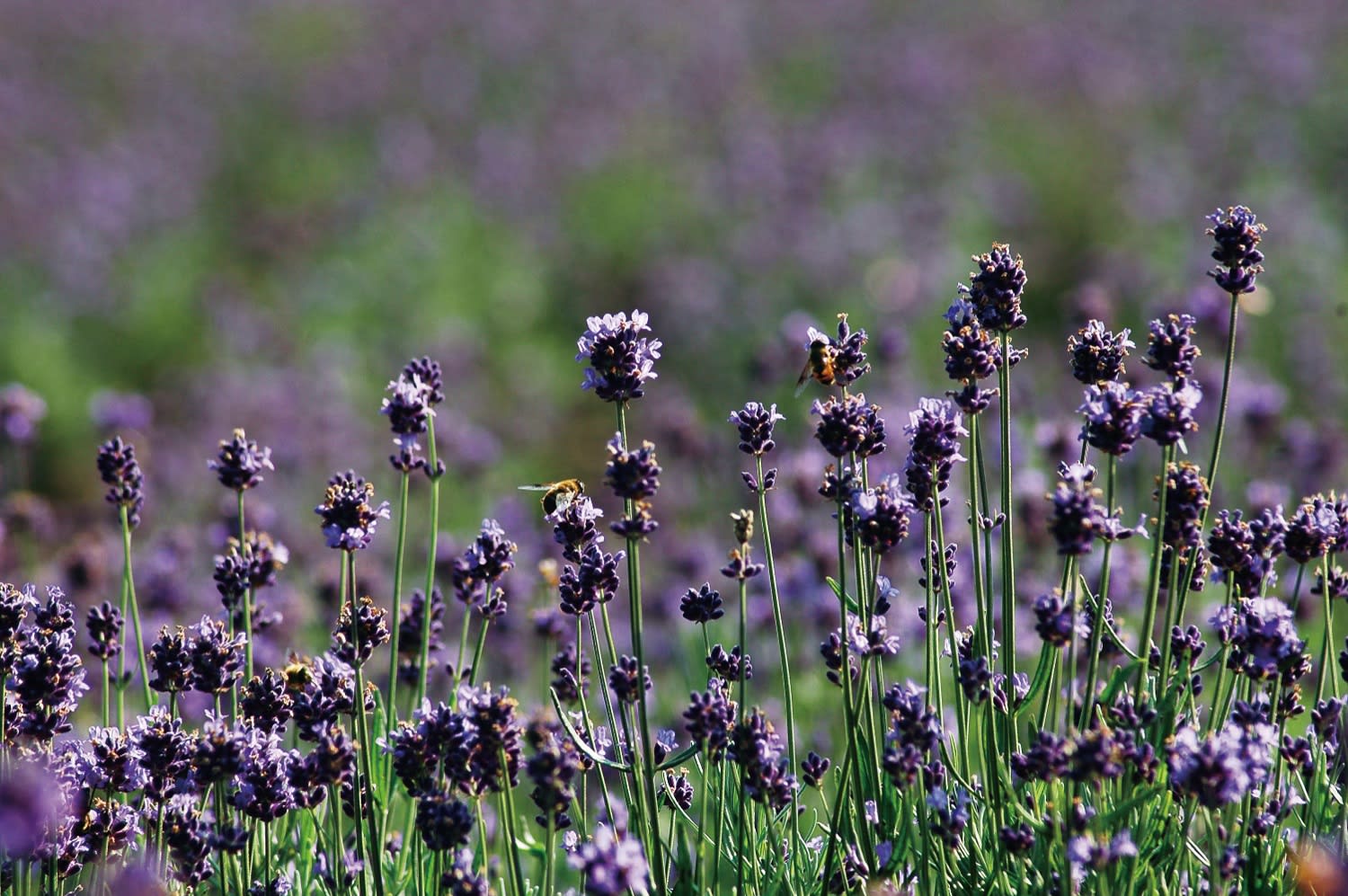 たんばらラベンダーパーク