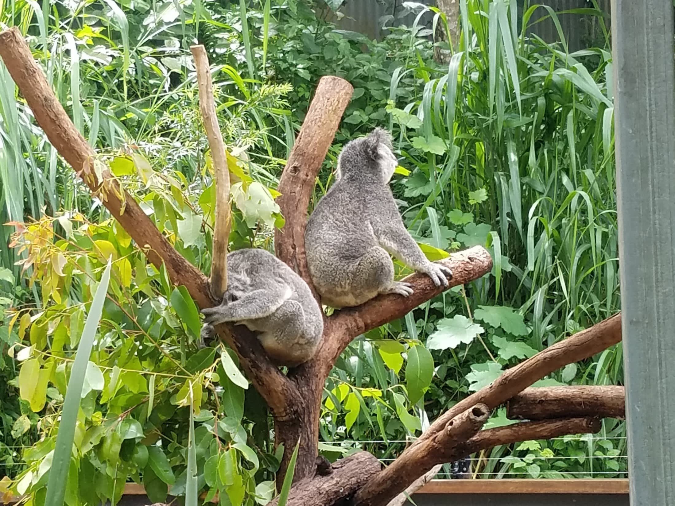 コアラやカンガルーだけじゃない！かわいい動物と触れあえるケアンズおすすめ動物園TOP3！ | 旅Pocket