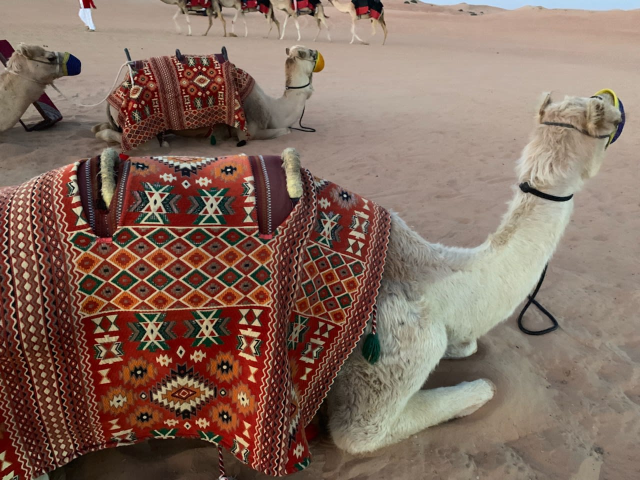 内容盛りだくさん！ドバイで人気のアクティビティ「デザートサファリ」体験レポート | 旅Pocket