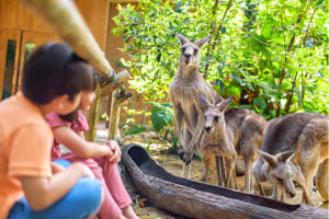 シンガポール動物園【見どころ完全ガイド】隣接する「2つの動物園」やアクセスまで情報盛りだくさん!