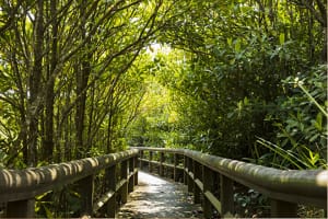 【やんばる】沖縄の世界遺産に行ってみたい「どんな場所？」大自然を満喫する！アクティビティ・観光スポッ...