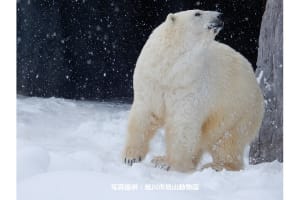 旭山動物園「見どころ4つ＆楽しみ方」完全ガイド｜短時間で楽しむコツ・周辺スポットなど情報満載！