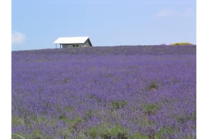 紫の絶景が広がる【ラベンダー畑24選】北海道をメインに「全国」のおすすめスポットが集結！
