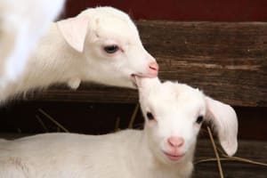 北海道の牧場「様々な体験ができる!」おすすめスポット10選~主要都市からのアクセス情報も~