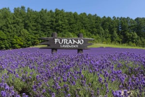 富良野観光で行くべき人気スポット31選!美瑛・トマムのおすすめ観光地や半日観光モデルコースも紹介