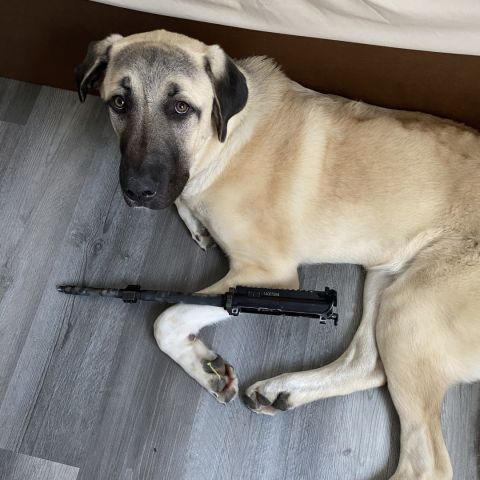 14 series Fn upper and C MP socom 14.5 barrel 