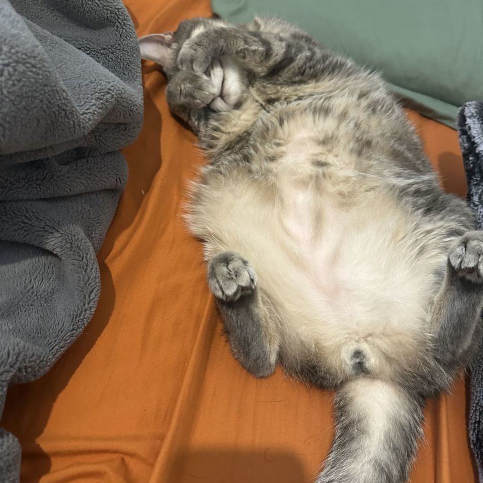 Image 2 - P320 m81 x full grip