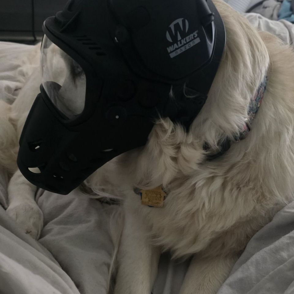 Image 3 - Darkfighter K9 Helmet Gen 2 L