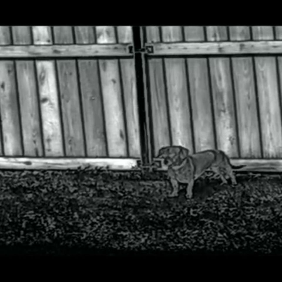 Image 2 - IrayUSA RL25