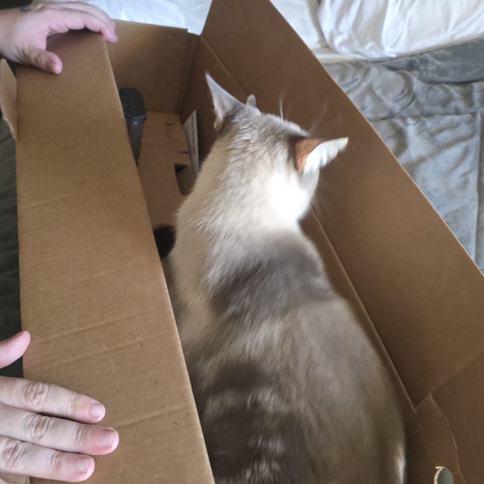 Image 3 - Styer AUG a3m2 