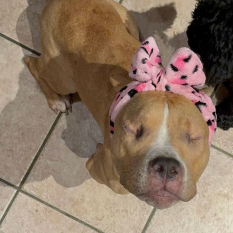 Image 4 - *UPDATE*ISO: A Loving Home