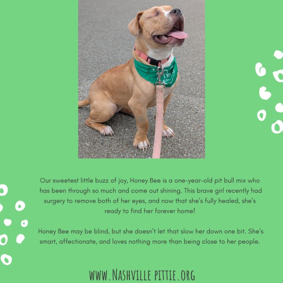 Image 5 - *UPDATE*ISO: A Loving Home