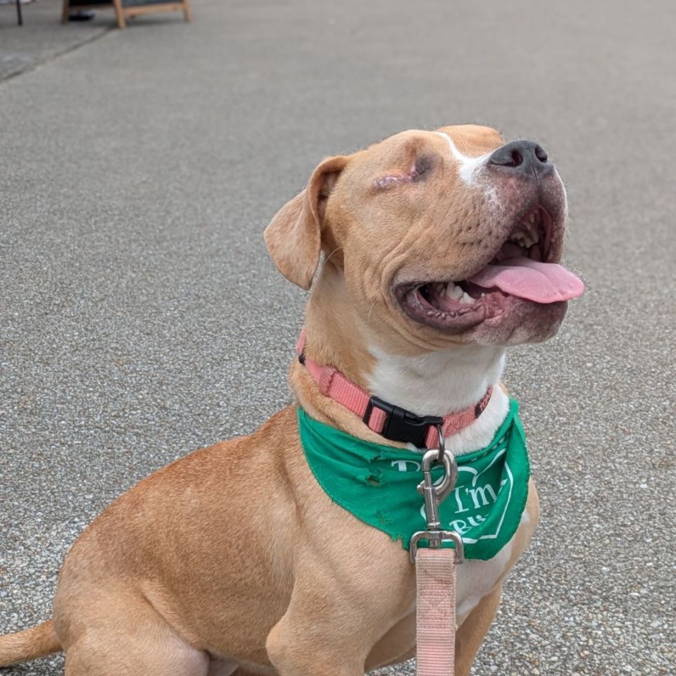 Image 1 - *UPDATE*ISO: A Loving Home