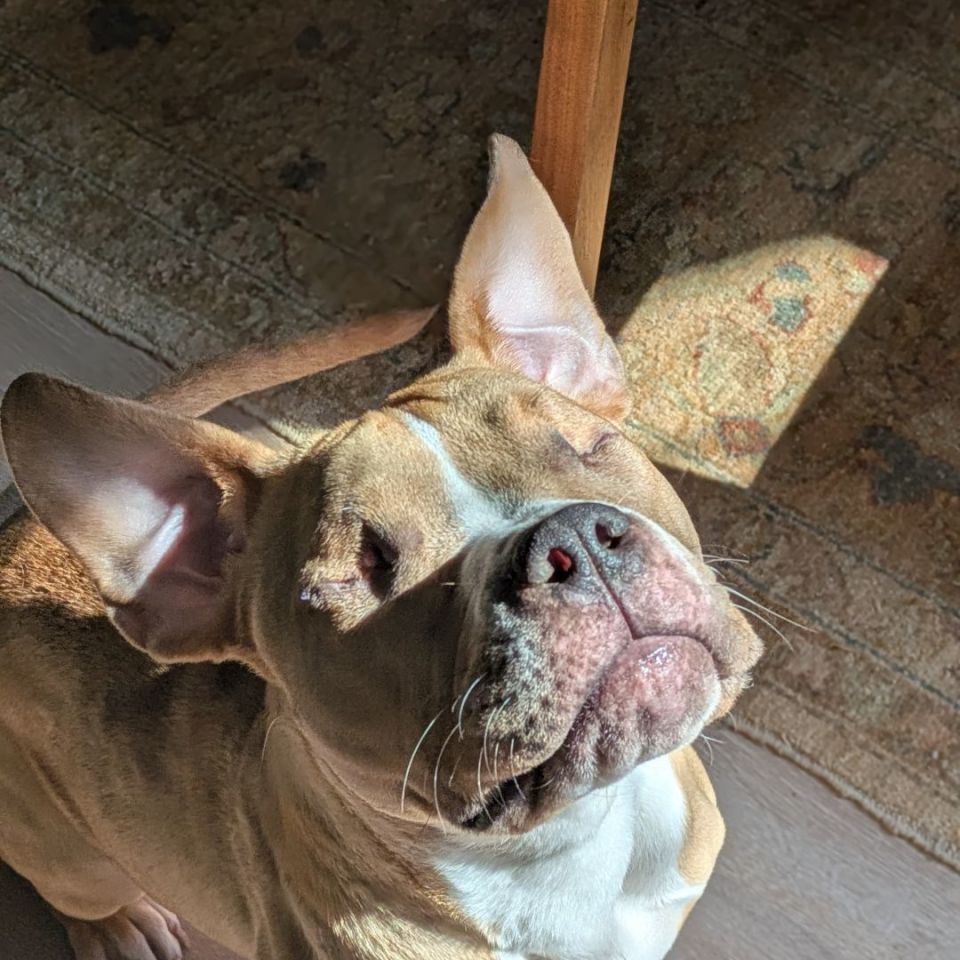 Image 2 - *UPDATE*ISO: A Loving Home