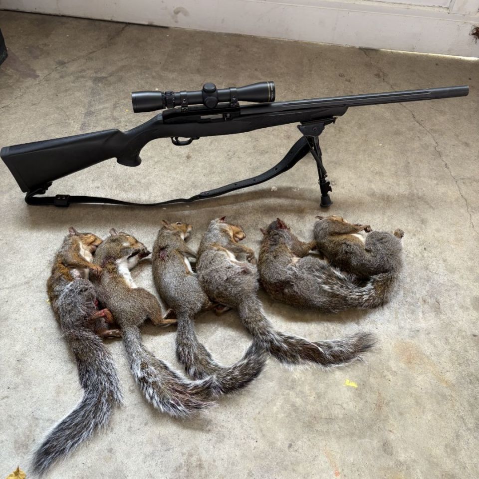 Image 4 - Butler Creek 10/22 stock