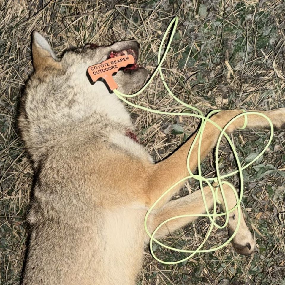 Image 5 - Coyote/bobcat/turkey drags