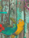 Nakoa parrot