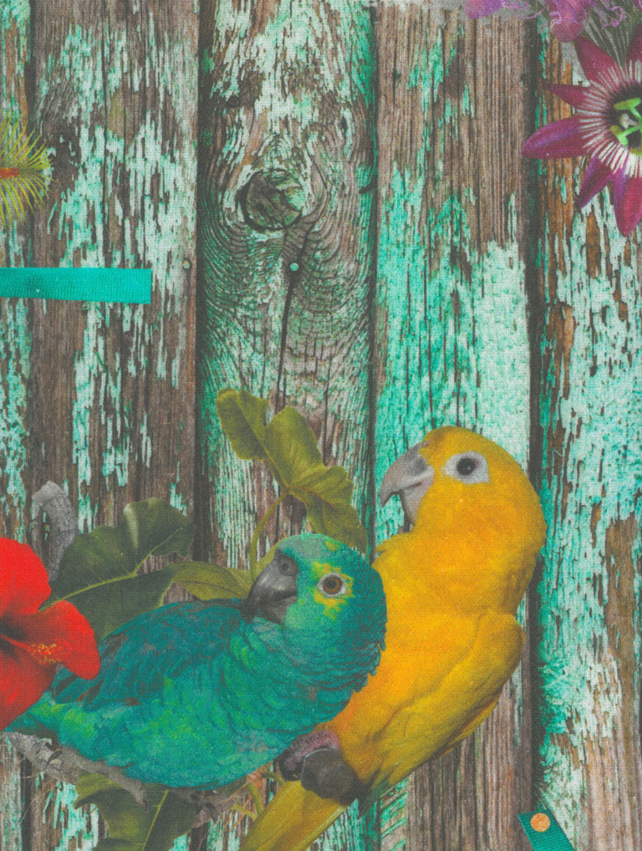 Nakoa parrot