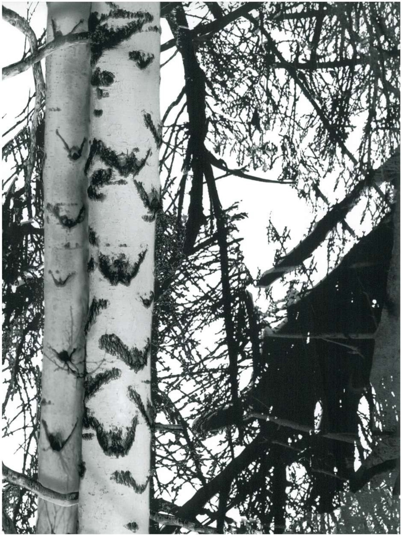 Plakfolie Berk 45 cm