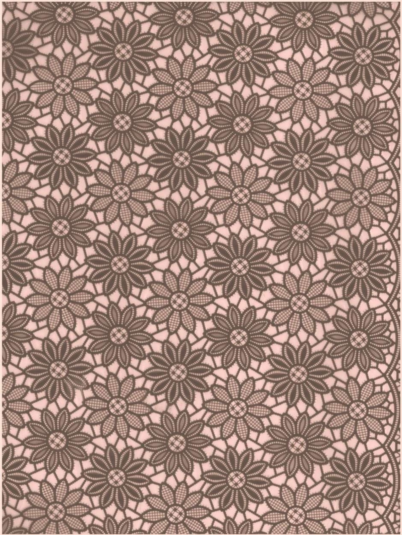 Kant margrietje taupe