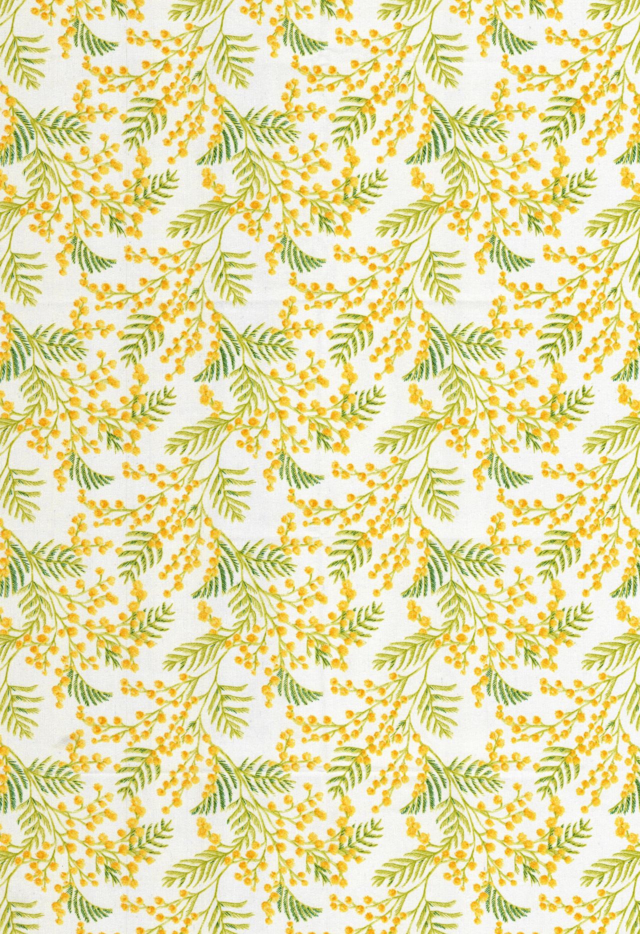 Yellow Mimosa