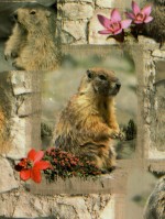Fotoprint marmot