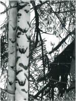 Plakfolie Berk 45 cm