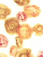 Plakfolie rosedal creme