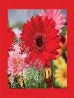 Flore rouge gtl 155 x 155 afgewerkt