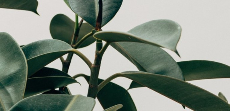 Blad & plant tafelzeil