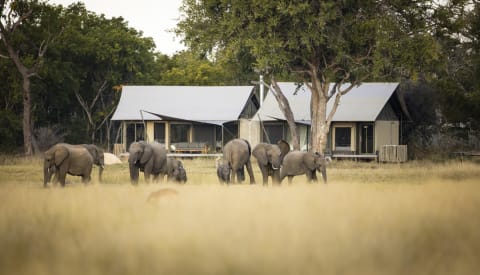 Linkwasha Camp – Wilderness Safaris