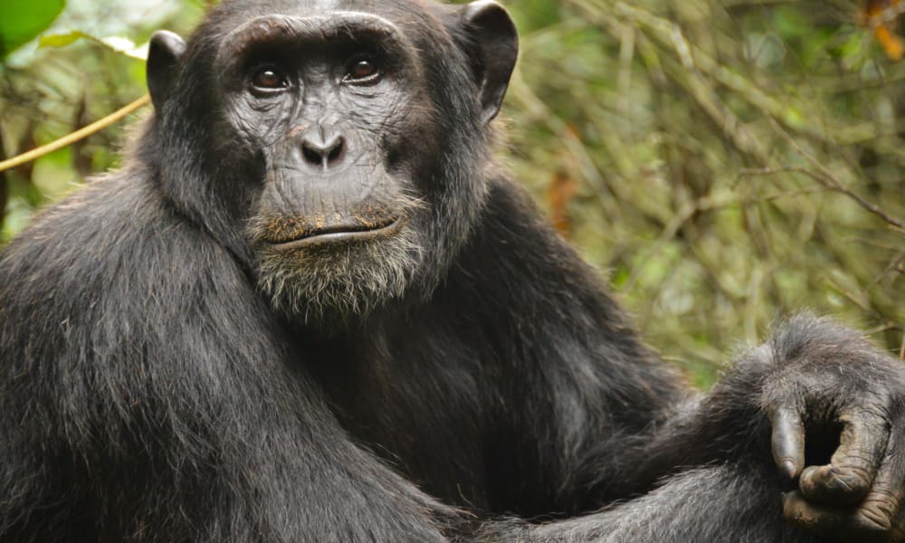 Ein Schimpanse sitzt im Regenwald und schaut in die Kamera