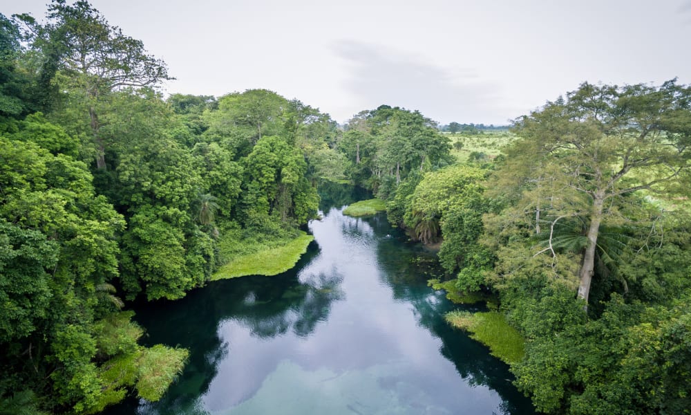 Ein Fluss umgeben von Baeumen