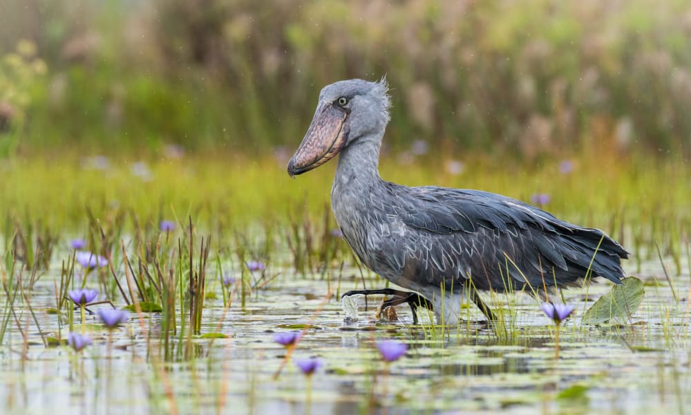 Schuhschnabel läuft durchs Wasser