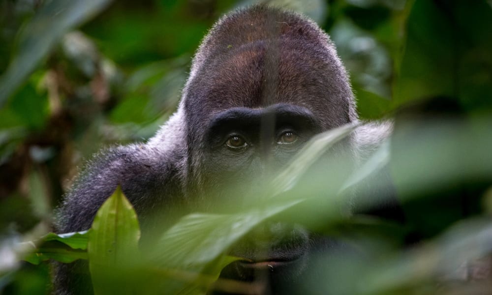 Nahaufnahme eines Flachlandgorillas